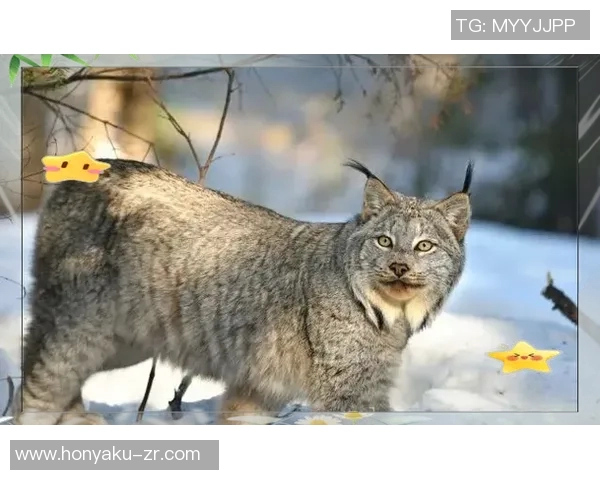 林肯城与谢斯伯利的激烈对决谁能在这场比赛中笑到最后